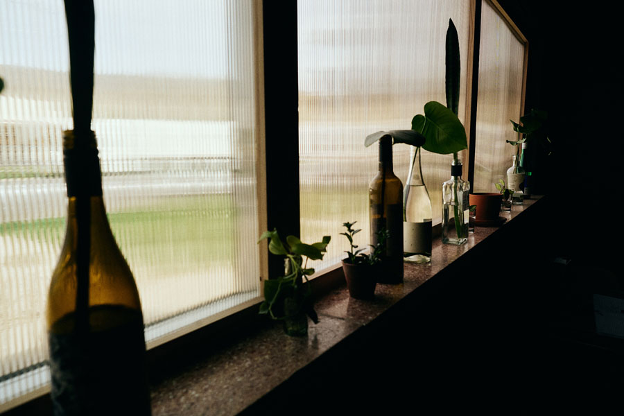 Wine bottles and small potted plants arranged along a sunlit windowsill of ribbed glass, with a glimpse of green space outside.